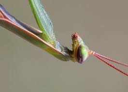 The praying mantis teaches how to still the outer mind and go within ourselves. Killer Fairies