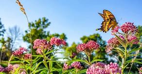 Butterfly House Release