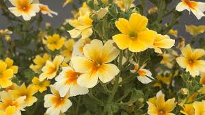 Image result for Jamesbrittenia