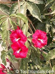 Image result for Ipomoea richardsiae