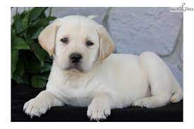 Lucas Yellow Lab Labrador Retriever Labrador Yellow Labrador Puppy
