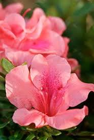 Pin By Snavely S Garden Corner On Azaleas Plants Bloom Evergreen Shrubs