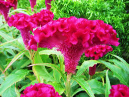 Celosia Argentea Plumosa Group Seeds Seed Area Planting Flowers Flowers Plants