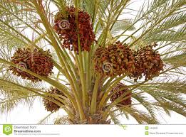 Palma Datilera Dates Tree Palm Trees Palm