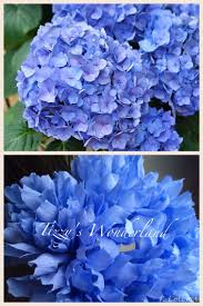 Mollis proveniente dal kansas, south dakota e ohio. Ortensia Di Carta Crespa Crepe Paper Hydrangea