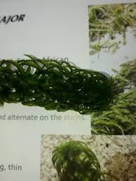 Image result for Lagarosiphon major