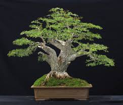Check spelling or type a new query. 25 Best Looking For Black Olive Tree Bonsai Pink Wool