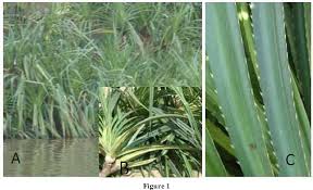 Image result for Pandanus candelabrum