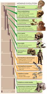 Hominid Evolution Chart Anthropology Science Anatomy