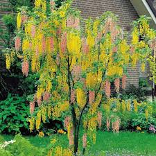 Image result for Laburnum