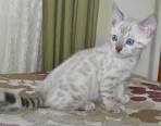 Snow Kittens | snow-bengal