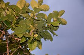 Image result for Combretum collinum