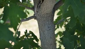 Image result for bigtooth maple