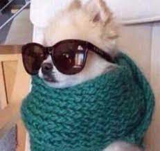 Pin By Candice Hyder On Lomillos Dog Memes Funny Memes