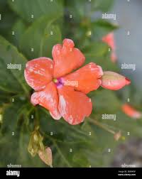 Image result for Impatiens stuhlmannii