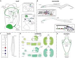 Jai surya has 5 jobs listed on their profile. Oxytocin Mediated Behavior In Invertebrates An Evolutionary Perspective Lockard 2017 Developmental Neurobiology Wiley Online Library