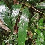 Image result for Klainedoxa