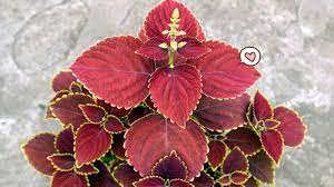 Penggantian warna cat dinding mungkin bisa. 7 Tanaman Hias Daun Merah Yang Mudah Dirawat Untuk Pemula Orami