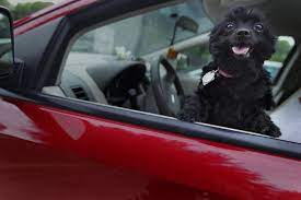 February 13, 2016 by 5:00 pm ct eligibility: Seatbelts Uber Now Takes Dogs For Rides In D Fw