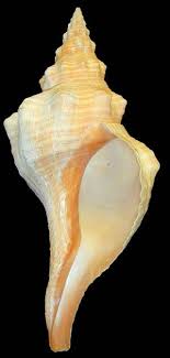 It's the giant horse conch the voice over person was just weird. Trevor Johnson Trevjohnson02 Profile Pinterest