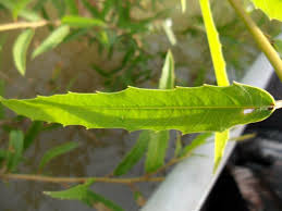 Image result for Caperonia