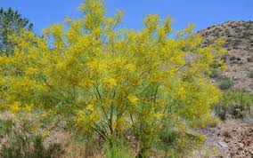 Image result for Parkinsonia aculeata