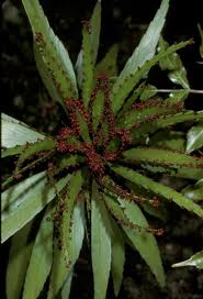 Image result for Phyllanthus polyanthus