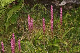 Image result for Satyrium