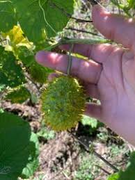 Image result for Momordica foetida