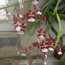 Mature orchid oncidium hybrid aka baby (smells like) 'chocolate raspberry' fragrant live plant ritterorchids 5 out of 5 stars (2,072. Oncidium Sharry Baby Sweet Fragrance Dancing Lady Orchid Sweet Fragrance In Gardentags Plant Encyclopedia