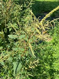 Image result for Amaranthus spinosus