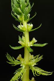 Image result for Laurembergia repens