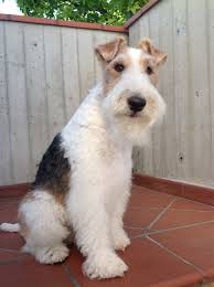 So Much Sweater Pinolo Wire Fox Terrier Fox Terrier Wirehaired Fox Terrier