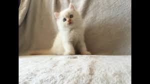I've signed it on the back and will send it in an archival sleeve for protection, accompanied by a certificate of authenticity. Flame Point Himalayan Doll Face Persian Kitten Youtube