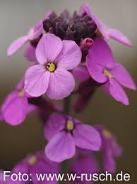 Eine sonnige lage ist der passende standort. Stauden Stade Versand Shop Erysimum Cheiri Bowles Mauve Schoterich Goldlack Hier Bestellen