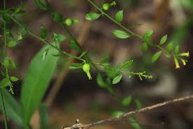 Image result for Osyridicarpos