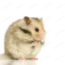 Black And White Syrian Hamster For Sale Hamster By Lifeonwhite S Photos Ad Ad Hamster Hamster Hamsters As Pets Animals