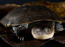 African side neck turtle eating some fish. African Sideneck Turtle Pelusios Castaneus Reptile Breed Hypoallergenic Health And Life Span Petmd