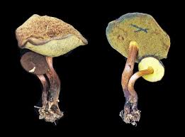 花鳥きのこ好きの素人メモ - FC2