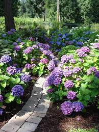 Hydrangea Bushes Must Must Must Landscape Design Garden Inspiration Hydrangea