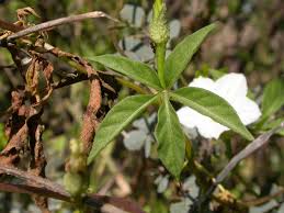 Image result for Ipomoea hochstetteri