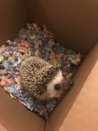 100 black and white images of hedgehogs for coloring. Just Got A Baby Hedgehog He S Only 6 Weeks Old Any Advice Would Be Greatly Appreciated Hedgehog