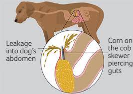 Gut Blockage Foreign Body In Dogs Pdsa