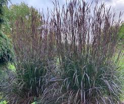 Image result for Andropogon africanus