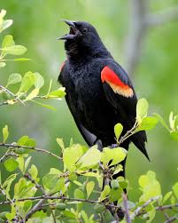 Red-Winged Blackbirds breed in the Valley