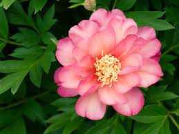 We did not find results for: Perfect Peonies 29 Favorite Varieties And Growing Guide Sunset Sunset Magazine