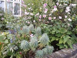 Luminous foliage emerges in glistening silver. 5 Plants With Silver Leaves To Make Your Garden Interesting Dengarden