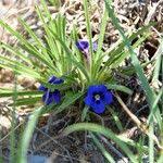 Image result for Aptosimum lineare