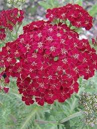 We did not find results for: Suncrest Nurseries Inc Plants For A Thirsty State