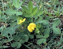 Image result for Arachis hypogaea